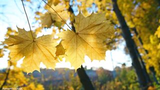 AimeeWavesXXX - Ruining Your Marriage